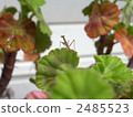 One garbage of geranium and a mantis One garbage of geranium and a mantis 2485523