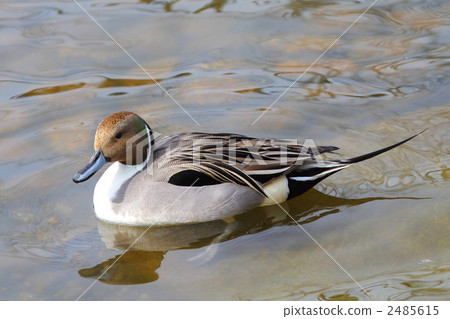 Onagaramo (male) 2485615