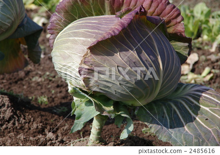 Mature winter cabbage 2485616