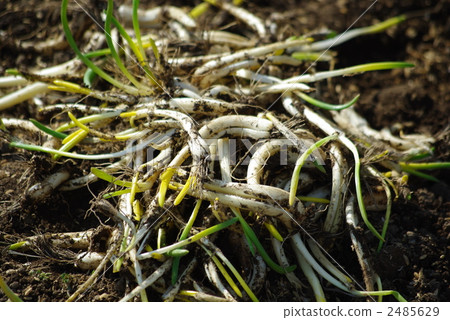 Asashiki的收穫 2485629