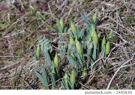 水仙之芽 水仙之芽 2485630