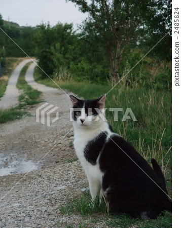 毛孩 動物 貓 2485824
