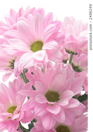 粉紅色的媽媽 粉紅色的媽媽 2486249