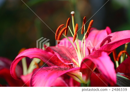 Lily red Lily red 2486339