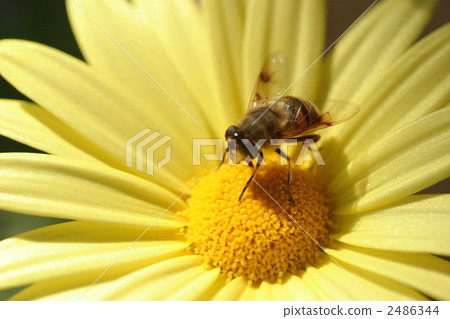 [Mitsubachi and Yuriopus Daisy] 2486344