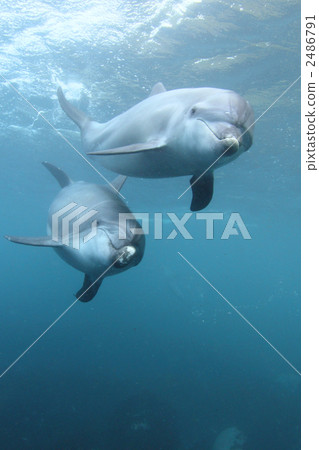 tursiops aduncus, sea animals, dolphin 2486791