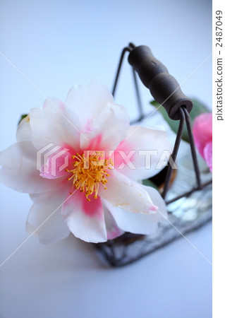 山茶花 日本山茶 花朵 2487049