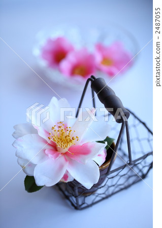 camellia, japanese camellia, bloom 2487055