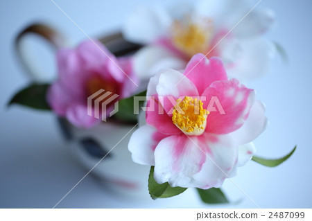 camellia, japanese camellia, bloom 2487099