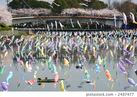 Carp streaming festival in Tatebayashi 2487477