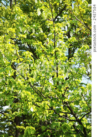 Handkerchief tree 2487584