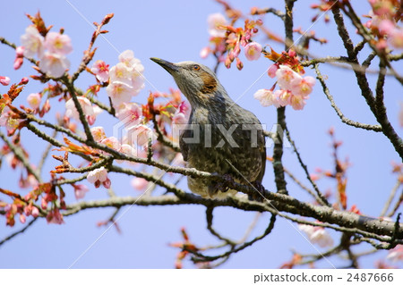 球莖 球莖 2487666