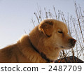 毛孩 動物 狗 2487709