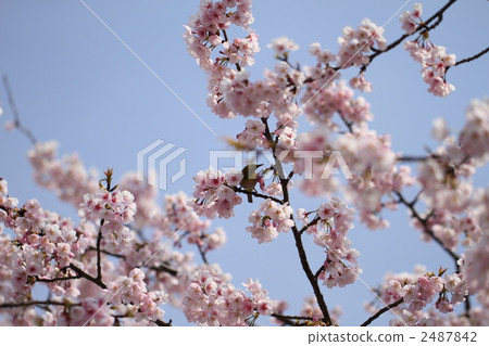 櫻花和梅次郎 2487842
