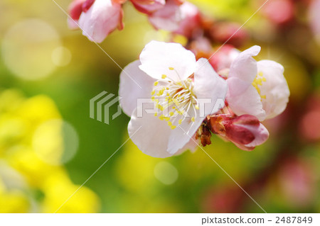 Meihana fragrant Meihana fragrant 2487849