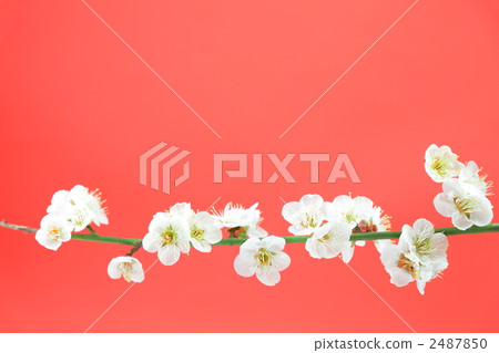 white plum blossoms, white plum blossom, ume 2487850