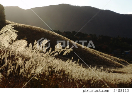 November Suzuki · grass department 17 Sengokuhara · Hakone 2488113
