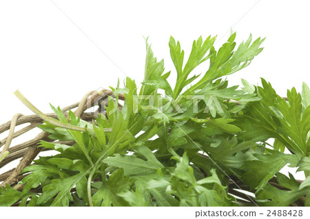 Wormwood leaves Wormwood leaves 2488428