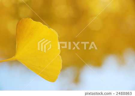 銀杏葉 銀杏葉 2488863
