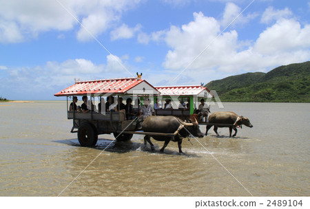 布法羅汽車 2489104