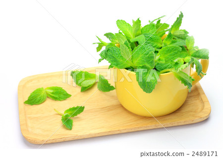 薄荷 2489171