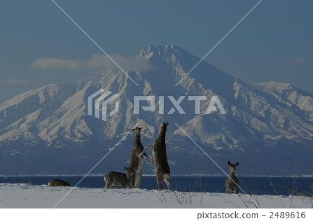 Sarobetsu winter in winter 2489616