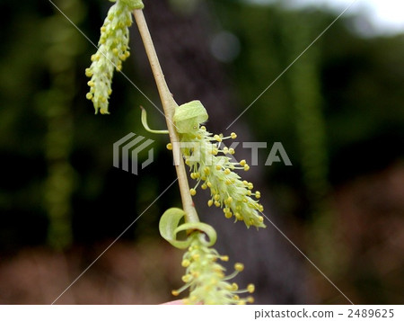 Shidareyanagi 2489625