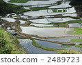 Rice terraces 2489723
