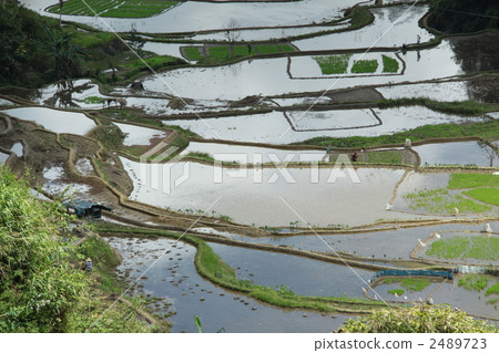 水稻梯田 2489723