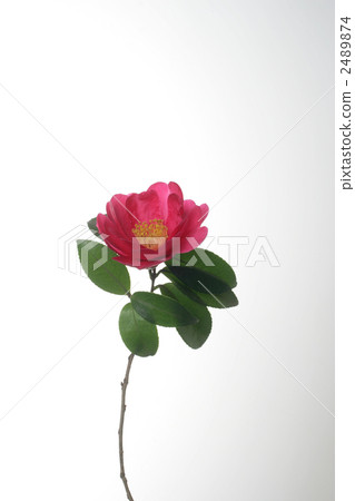 Red camellia single wheel E Red camellia single wheel E 2489874