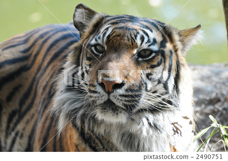 蘇門答臘虎 蘇門答臘虎 2490751