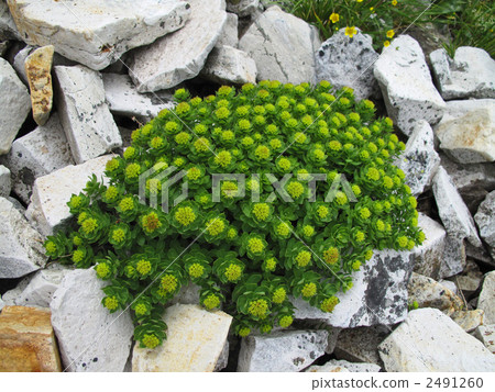 Iwabenkei Iwabenkei 2491260