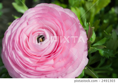 Ranunculus 2491303