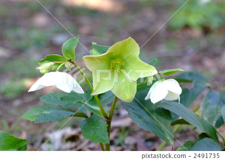 A flower bed of Christmas rose 2491735