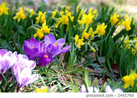 Crocus flower garden Crocus flower garden 2491760