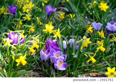 Crocus flower garden Crocus flower garden 2491761