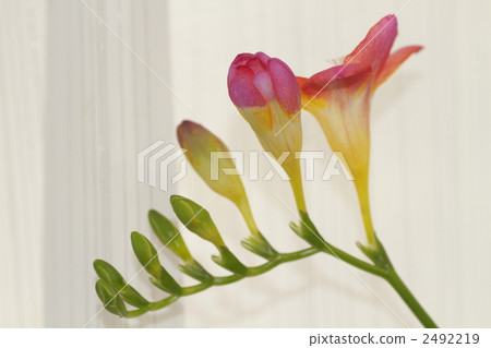 freesia, freesias, freesia refracta 2492219