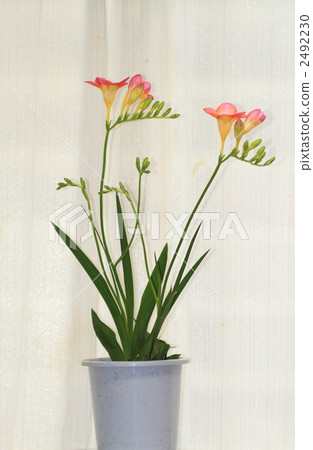 freesia, freesias, freesia refracta 2492230