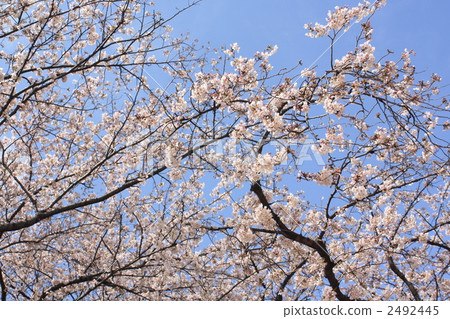 Spring Mitsuzawa Park Spring Mitsuzawa Park 2492445