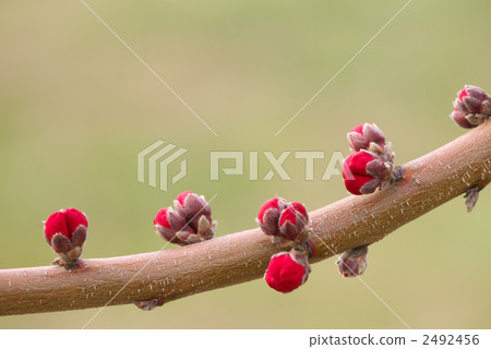 Peach blossoms (buds) 2492456