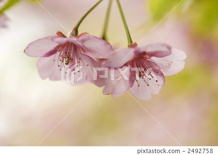 河津櫻花 2492758