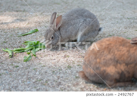 Okunojima的Nozomi 2492767