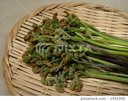 A bunch of bracken on a colander A bunch of bracken on a colander 2492940