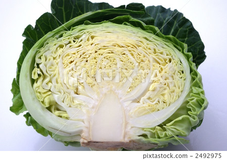 春捲心菜 春捲心菜 2492975