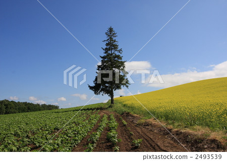 Christmas tree tree 2493539