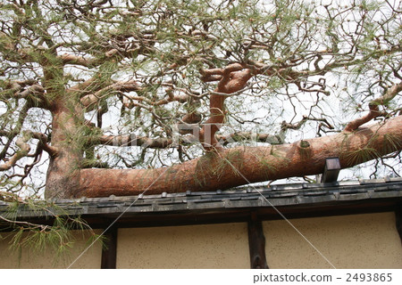 赤松樹 2493865
