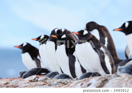Gentoo Penguin's Rookie 2493912