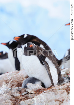 Gentoo penguin parent and child 2493924