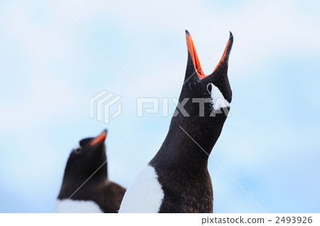 Crying gentoo penguin 2493926