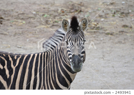 斑馬 2493941